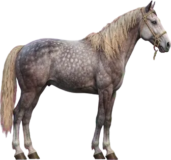 Brumby kelabu bercak dengan tali kekang sederhana tanpa pelana